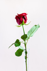 vertical still-life - natural red rose flower in glass vase with pale pink pastel background (focus on the bloom)
