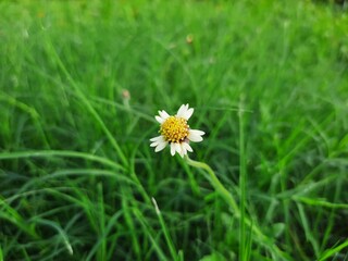 daisy flower in grass