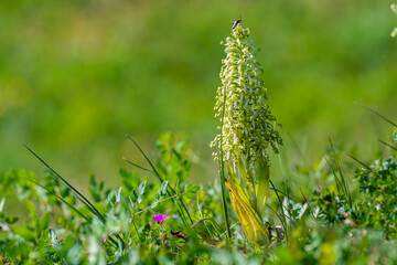 Jeune orchidée bouc sur le Mont de Sigolsheim, Kaysersberg, Alsace, France