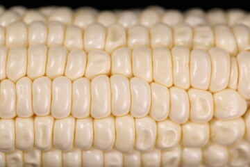 Big Closeup Corn silk of White Hokkaido Corn 