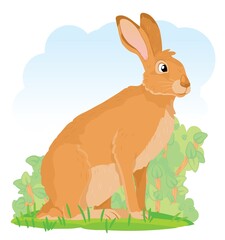 Hare or rabbit animal icon. Nature objects of Wildlife. Animal vector Illustration on a white background. A little bunny is hiding in the bushes.
