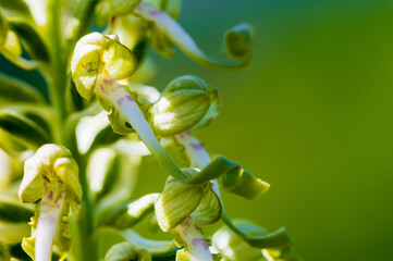 Labelle torsadé de l'Orchis bouc, partie avant de la fleur en forme de ruban.