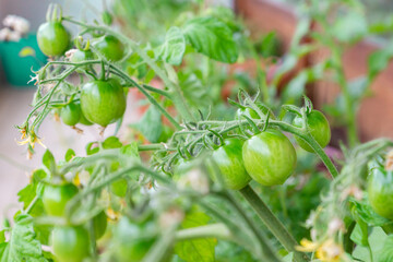 Healthy organic heirloom open pollinated tomato plant Red Alert variety growing in a pot on balcony on a sunny day. Small green fruits ripening outdoors. Urban gardening in Trento city, Italy, Europe.