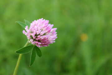 Fototapeta premium Beautiful trefoil flower on a green background. Meadow clover or Trifolium pratense closeup. Medicinal plant.