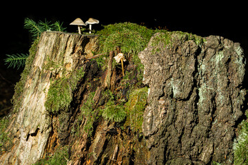 tree stub with moss and fungi