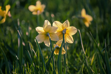 Beautiful yellow daffodils