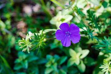 Fleur solitaire, pédonculée, purpurine ou rouge carmin du Géranium sanguin, Sigolsheim, Alsace,...