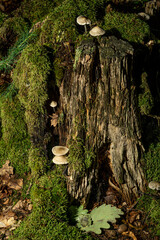 moss covered tree with fungi