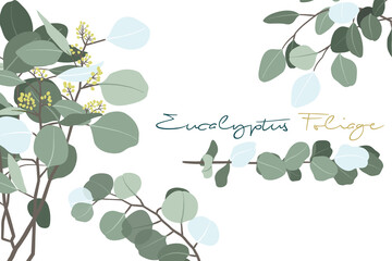 Vector Illustration of Eucalyptus Foliage Branch Collections