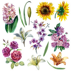 Watercolor illustration, set. Flowers of hyacinth, peonies, lilies, roses, sakura, sunflower. Spring summer motive.