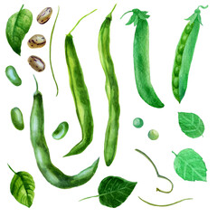 Watercolor illustration, set. Bean pods, peas, beans, leaves and bean branches.