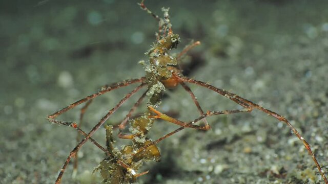 An arrow crab cutting seaweed
