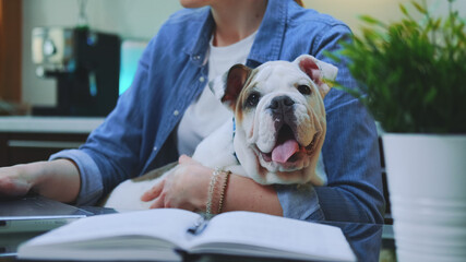 Close-up shot of a small bulldog sitting on woman's hands while she working on the computer at home.