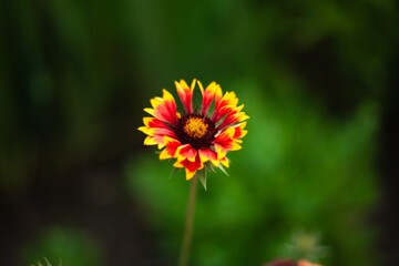 background image of a flower in the evening on a background of green grass
