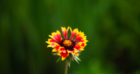 background image of a flower in the evening on a background of green grass
