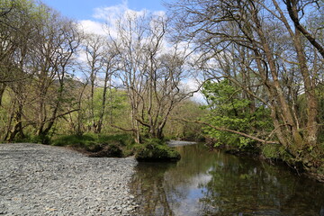 Fototapeta na wymiar The Dulas River in early Spring at Corris, Wales, UK.