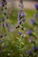Background image of a flower in the evening, on a background of green grass. Wasp flies, sits on a flower
