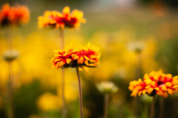 background image of flowers in the evening
