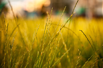 Fresh green grass background in sunny summer day in park