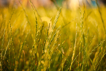Fresh green grass background in sunny summer day in park