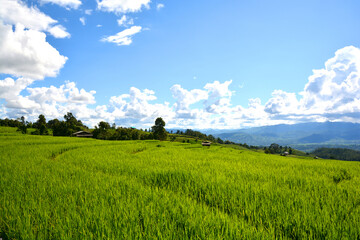 Obraz premium Green rice field with mountain background at Pa Pong Piang Terraces Chiang Mai, Thailand