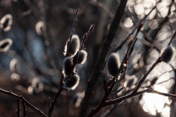 Branch of pussy-willow tree with tiny fluffy blossom catkin in early spring in the back light of a sun on the dark background. Easter in brown colors
