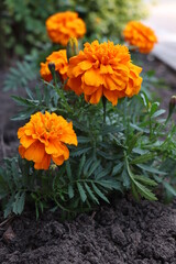 Tagetes die Studtentenblume mit einer prachtvoller Bl&uuml;te