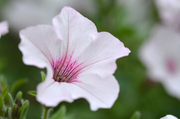 Geranium