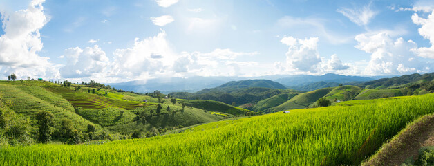 Panorama Green rice field with mountain background at Pa Pong Piang Terraces Chiang Mai, Thailand