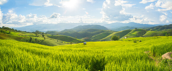 Panorama Green rice field with mountain background at Pa Pong Piang Terraces Chiang Mai, Thailand - obrazy, fototapety, plakaty