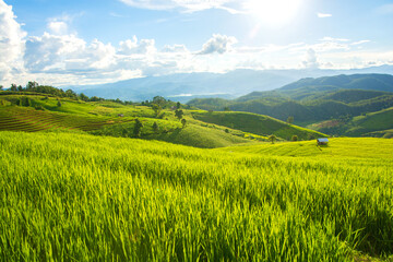 Green rice field with mountain background at Pa Pong Piang Terraces Chiang Mai, Thailand