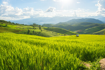 Green rice field with mountain background at Pa Pong Piang Terraces Chiang Mai, Thailand