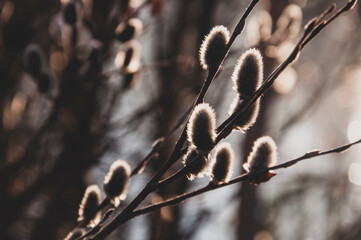 Branch of pussy-willow tree with tiny fluffy blossom catkin in early spring in the back light of a sun on the dark background. Easter in brown colors