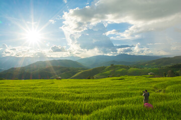 Fototapeta na wymiar Green rice field with mountain background at Pa Pong Piang Terraces Chiang Mai, Thailand