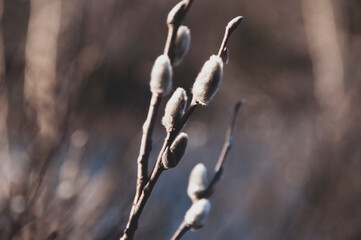 Branch of pussy-willow tree with tiny fluffy blossom catkin in early spring in the back light of a sun on the dark background. Easter in brown colors