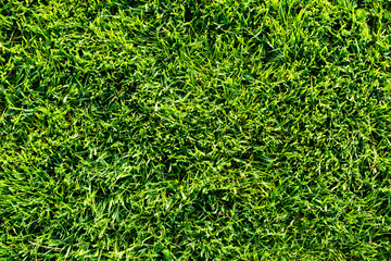 Beautiful grass. Well-kept lawn. Plan view. Zoom.