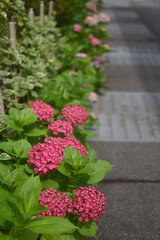 hydrangea path / 紫陽花の咲く小径