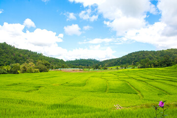 Green rice field with mountain background at mae klang luang Chiang Mai, Thailand