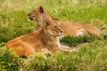 Fototapeta premium Female lions lying on green grass meadow