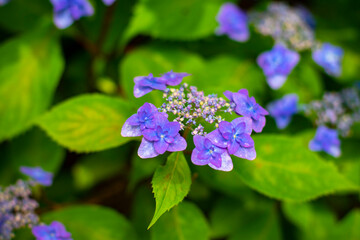 額紫陽花