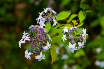 紫陽花