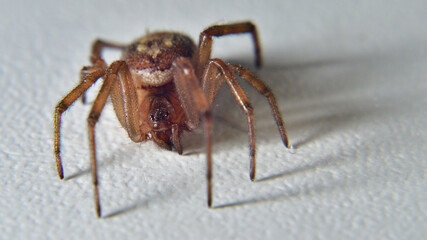little arachnid on a white napkin, casting a light shadow, his eyes shine like his brown skin, representing curiosity and doubt

