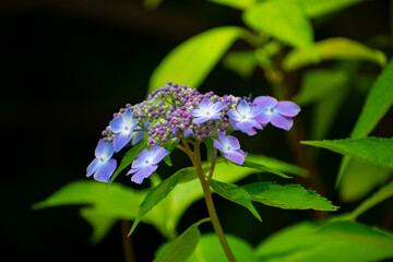 紫陽花