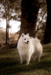 A white dog, Japanese Spitz, at a park