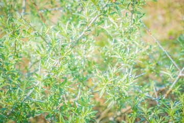 Background from green shades of plants. Wallpaper in pastel colors.