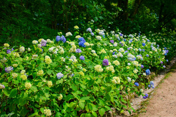 紫陽花