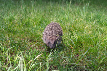 Hedgehog run on the green grass, front view
