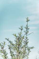 Background from green shades of plants. Wallpaper in pastel colors.