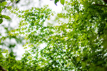 楓の葉　木洩れ日