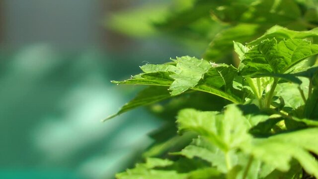 Close-up shot of green leaves swaying in the wind.